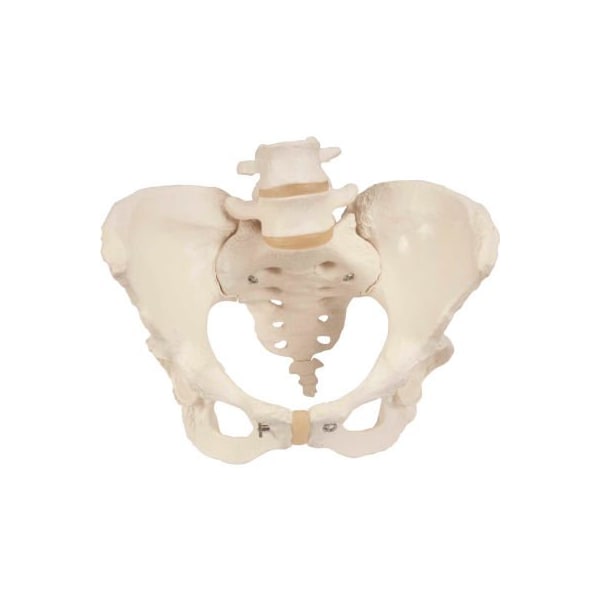 3B Anatomical Model - Female Pelvic Skeleton with Movable Femur Heads